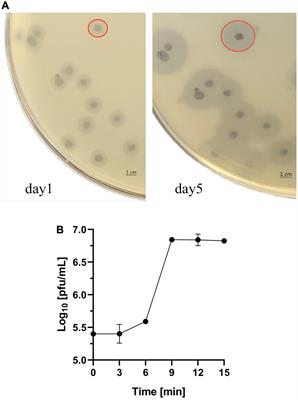 Characterization and Functional Studies of a Novel Depolymerase Against K19-Type Klebsiella pneumoniae